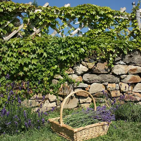 Apartman Balatoni Panoráma - Bacchus Badacsony Badacsonytomaj